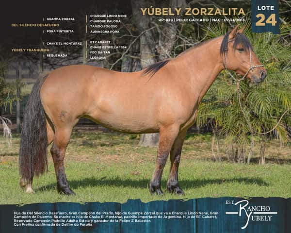 Lote Yubely Zorzalita