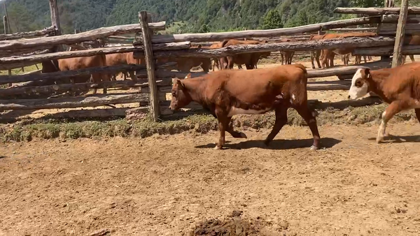 Lote 16 Vaquilla Engorda en Aysén, XI Región Aysén