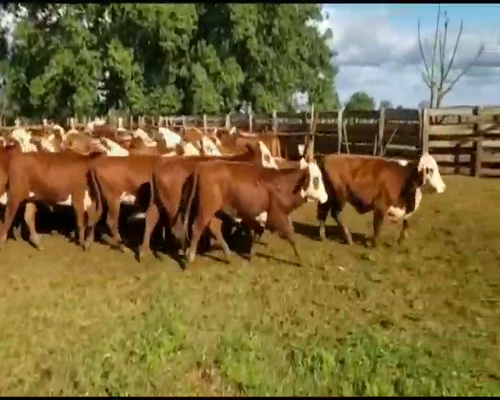 Lote 77 Vaquillonas P/ entorar en Ituzaingó, Corrientes