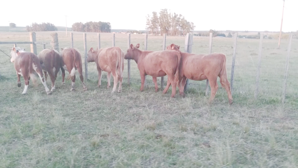 Lote 16 Terneras Raza Carne en Cerro Largo, Tupambaé