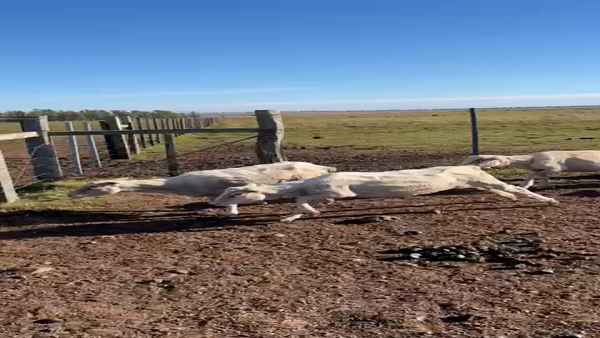 Lote 300 ovejas merinos y merino dhone