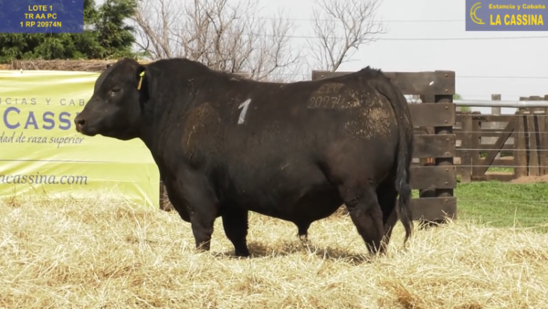 Lote TOROS ANGUS PURO CONTROLADO