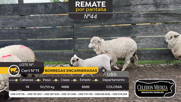 Lote 14 Borregas encarneradas en Paso Antolín, Colonia