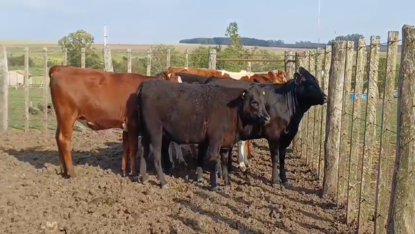 Lote 6 Piezas de cría ANGUS a remate en #50 Pantalla Carmelo en COQUIMBO