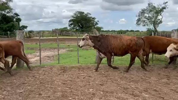 Lote 102 Vacas nuevas Preñadas en Ituzaingó, Corrientes