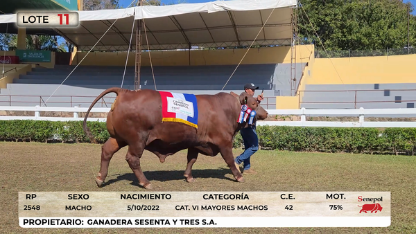 Lote LOTE 11