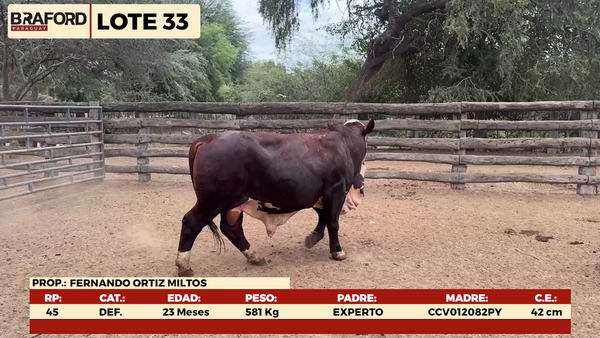 Lote LOTE 33 - MACHOS DE CAMPO