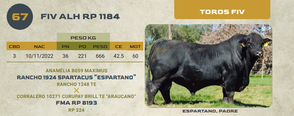 Lote LOTE 67