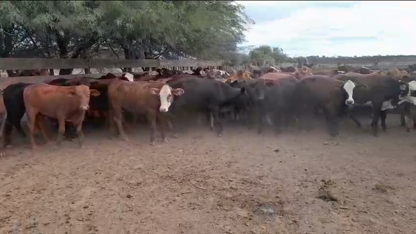 Lote 100 Terneros/as en Chaco, Las Breñas