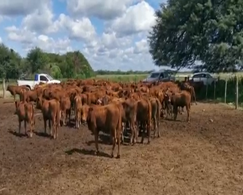 Lote 123 Terneros en Juan José Castelli, Chaco