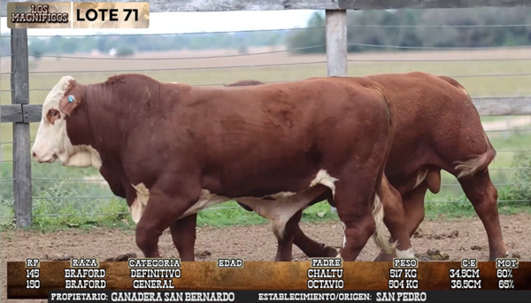 Lote LOTE 71 - EN VIVO