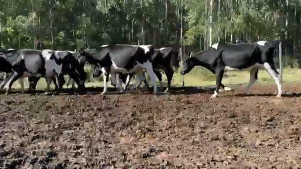 Lote 23 Vaquillonas  Holando a remate en Pantalla Camy, Paysandú