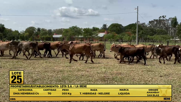 Lote LOTE 25