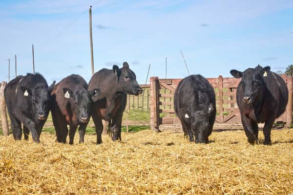 Lote "TRES MOLINOS" Vaquillas Controladas con Servicio