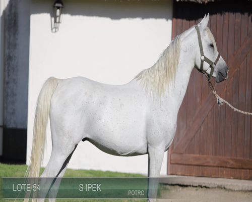 Lote S IPEK