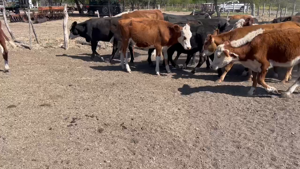 Lote 60 Novillitos en Villaguay, Entre Ríos