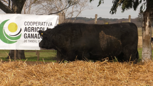 Lote TOROS PUROS POR CRUZA