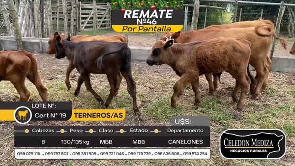 Lote 8 Terneros y Terneras en Canelones, Canelones