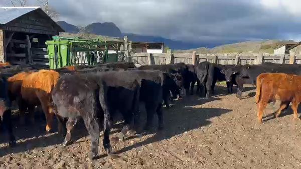 Lote 50 Ternero en Coyhaique, XI Región Aysen