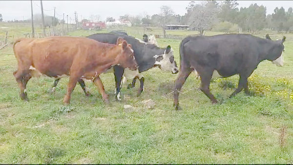 Lote 5 Vacas de Invernada He y Xx a remate en Aniversario 115 Años - Camy en Juan Soler