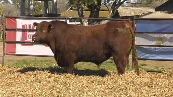 Lote TOROS ANGUS PP