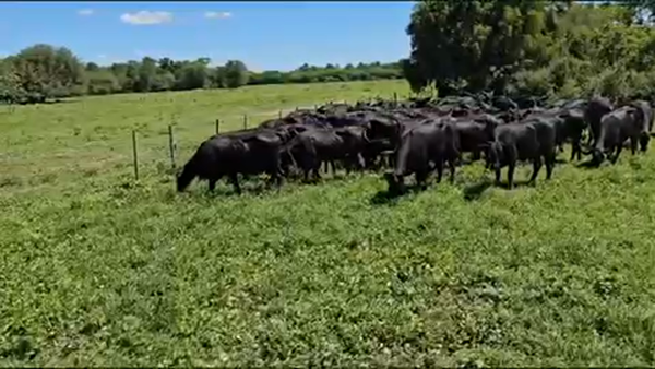 Lote 55 Vaquillonas preñadas en Palo Santo, Formosa