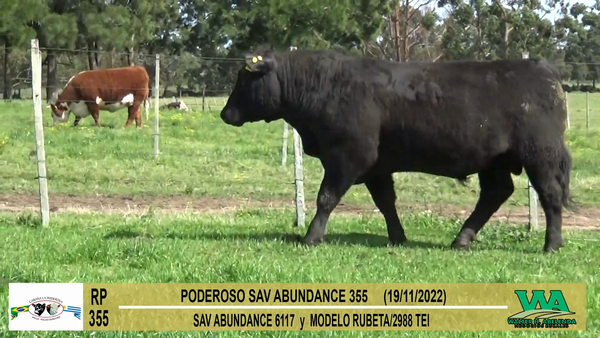 Lote Toros Angus a remate en Cabaña La Poderosa, Florida