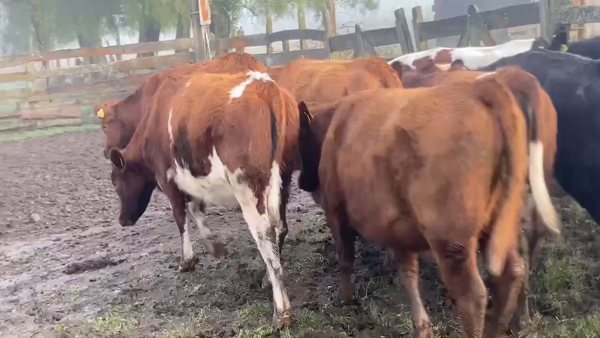 Lote 29 Vaquilla Engorda en Purranque,  X Región Los Lagos