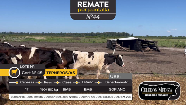 Lote 17 Terneros y Terneras en Agraciada, Soriano