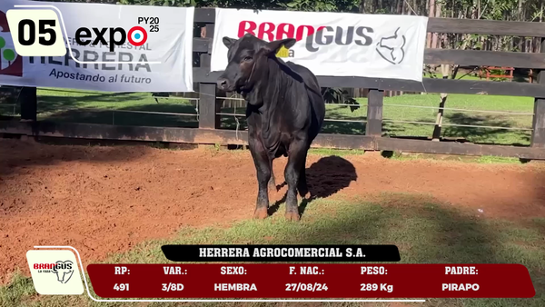 Lote LOTE 5
