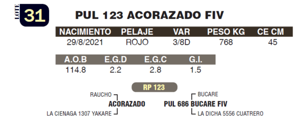 Lote LOTE 31