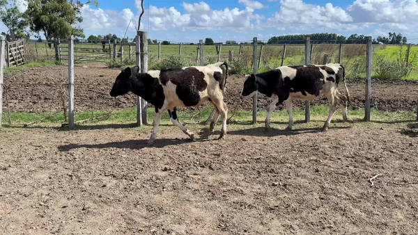 Lote TERNEROS