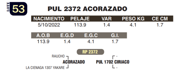 Lote LOTE 53