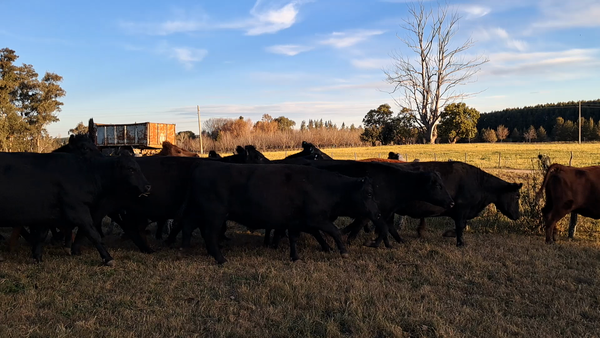 Lote 41 Vacas medio uso C/ gtia de preñez en Entre Ríos, Concepción del Uruguay