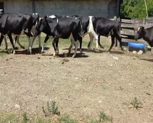 Lote Novillos