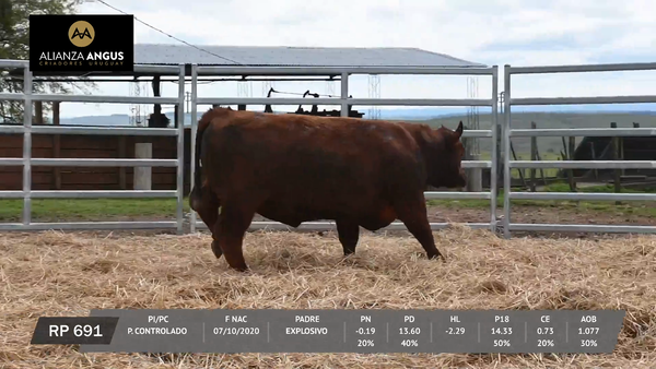Lote TOROS