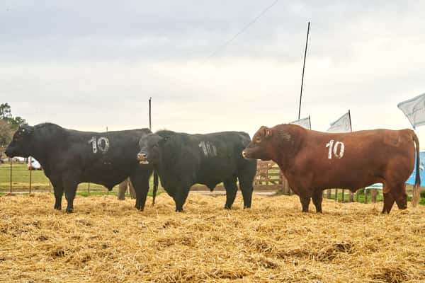 Lote "TRES MOLINOS"  TOROS  P.C.