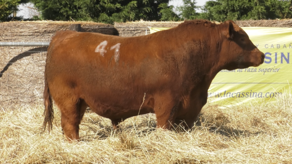 Lote TOROS ANGUS PURO CONTROLADO