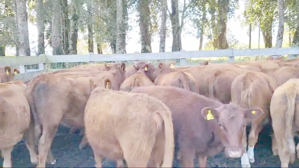Lote 55 Vaquilla Engorda en XIV Región Los Ríos, Futrono