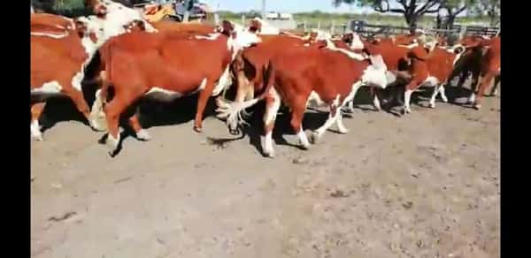 Lote 37 Vacas de invernar en Federal, Entre Ríos