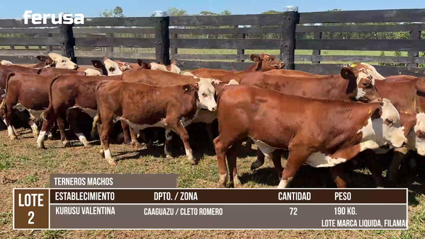 Lote LOTE 2