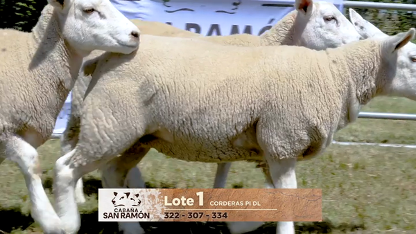 Lote Lote 1