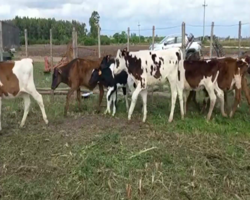 Lote Terneros