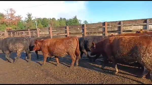 Lote 19 Vaquilla Gorda en Los Ángeles, VIII Región Biobío