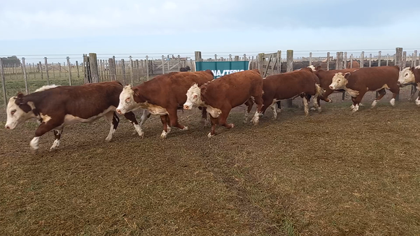 Lote 53 Novillitos en Tres Arroyos