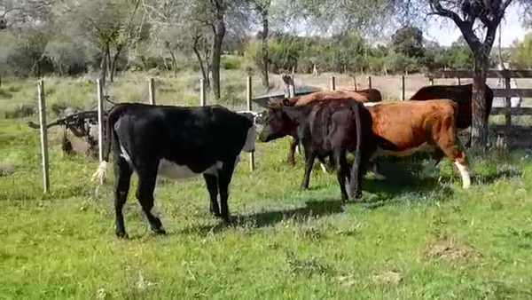 Lote 6 Vaquillonas/Vacas Entoradas a remate en REMATE ESPECIAL DE TERNEROS 300kg -  en POLANCOS