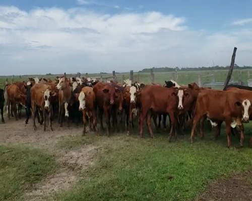 Lote 68 Novillitos en Empedrado, Corrientes