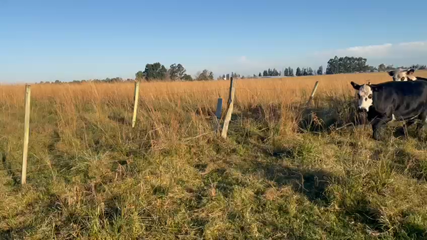 Lote 5 Vaquillonas/Vacas Gordas CRUZAS a remate en Pantalla - Luis Zaldua 470kg -  en C GESTIDO