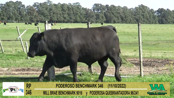 Lote Toros Angus a remate en Cabaña La Poderosa, Florida