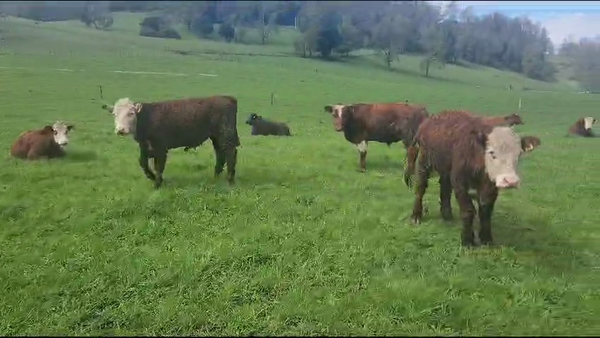 Lote 40 Novillo Engorda en Panguipulli, XIV Región Los Ríos